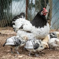 Порода Лакенфельдер