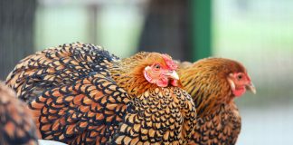 12 декоративных и продуктивных кур: красота и польза в одном дворе