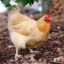 Порода Орпингтон