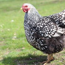 Порода Виандот