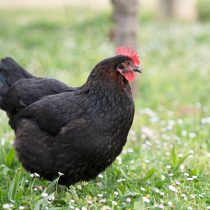 Порода Маран