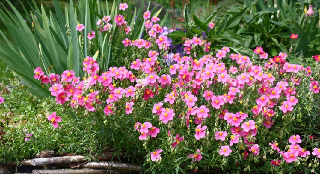 14 растений-ковриков, которые вытеснят все сорняки и привлекут пчёл 14 растений-ковриков, которые вытеснят сорняки и привлекут пчёл