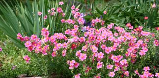 14 растений-ковриков, которые вытеснят сорняки и привлекут пчёл