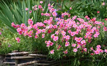 14 растений-ковриков, которые вытеснят все сорняки и привлекут пчёл 14 растений-ковриков, которые вытеснят сорняки и привлекут пчёл