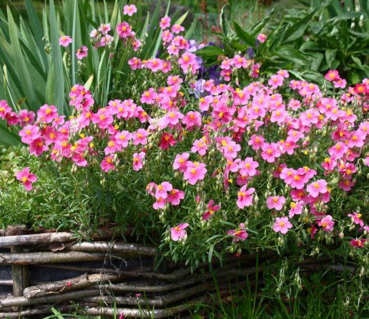 14 растений-ковриков, которые вытеснят сорняки и привлекут пчёл