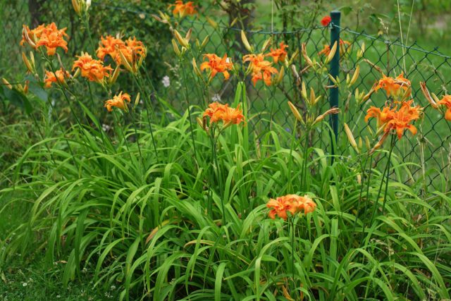 Лилейник рыжий (Hemerocallis fulva) в некоторых странах признан инвазивным видом.