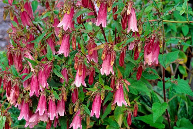 Колокольчик точечный (Campanula punctata) быстро распространяется с помощью подземных корневищ, образуя плотные колонии.