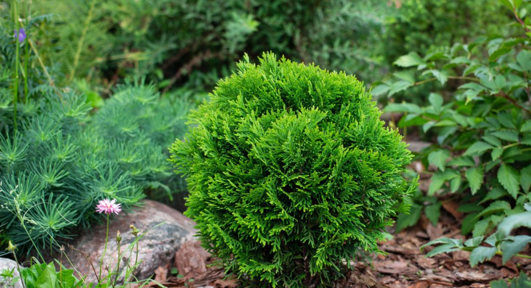 16 лучших кустарников для небольших участков — компактные и красивые 16 лучших кустарников для небольших участков — компактные и красивые