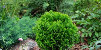 16 лучших кустарников для небольших участков — компактные и красивые