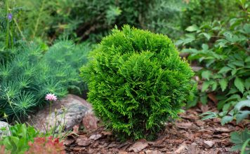 16 лучших кустарников для небольших участков — компактные и красивые 16 лучших кустарников для небольших участков — компактные и красивые