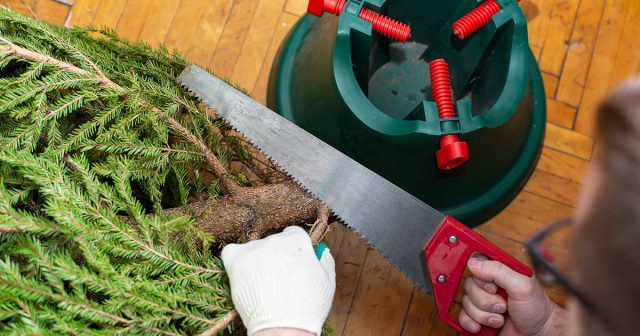 Перед установкой новогодней елки отпилите нижние 2–3 см ствола под углом 40–50° — она будет лучше впитывать воду