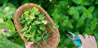 20+ сортов мяты для вашей коллекции — выбираем лучшие для посадки