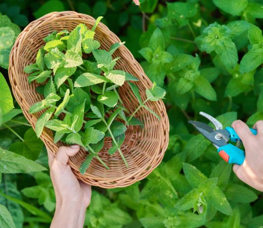 20+ сортов мяты для вашей коллекции — выбираем лучшие для посадки - Пряные травы и зелень 20+ сортов мяты для вашей коллекции — выбираем лучшие для посадки