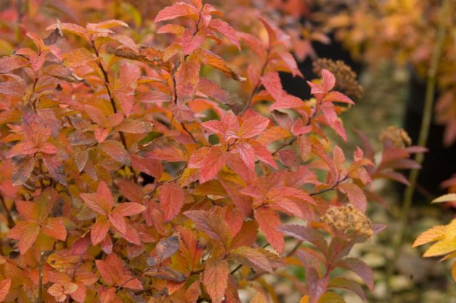 Спирея Бумальда «Денистар» (Spiraea x bumalda ‘Denistar’)
