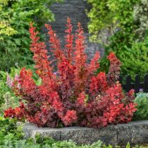 Барбарис Тунберга «Десперадос» (Berberis thunbergii ‘Desperados’)