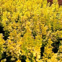 Барбарис Тунберга «Неон Голд» (Berberis thunbergii ‘Neon Gold’)