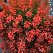 Барбарис Тунберга «Неон» (Berberis thunbergii ‘Neon’)