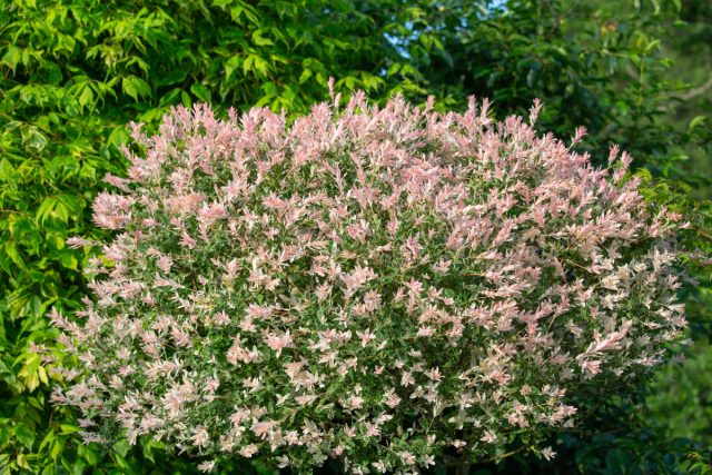 Ива цельнолистная «Хакуро Нишики» (Salix integra ‘Hakuro Nishiki’) на штамбе в начале сезона выглядит как нежное зелёно-бело-розовое облако — или как забавный «дикобразик» с торчащими бело-розовыми иголками, в зависимости от стрижки и возраста растения.