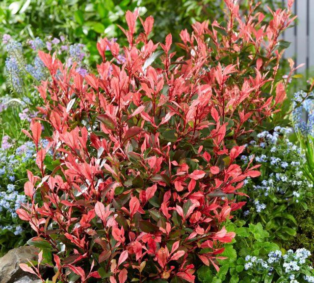 Фотиния Фрезера «Литл Фенна» (Photinia x fraseri ‘Little Fenna’)