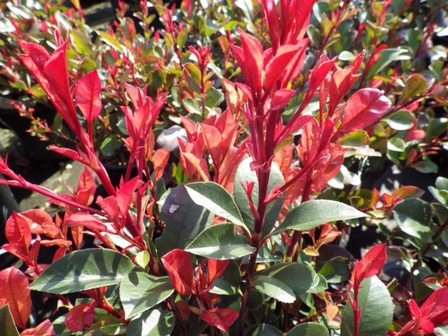 Фотиния Фрезера «Карре Руж» (Photinia x fraseri ‘Carré Rouge’)