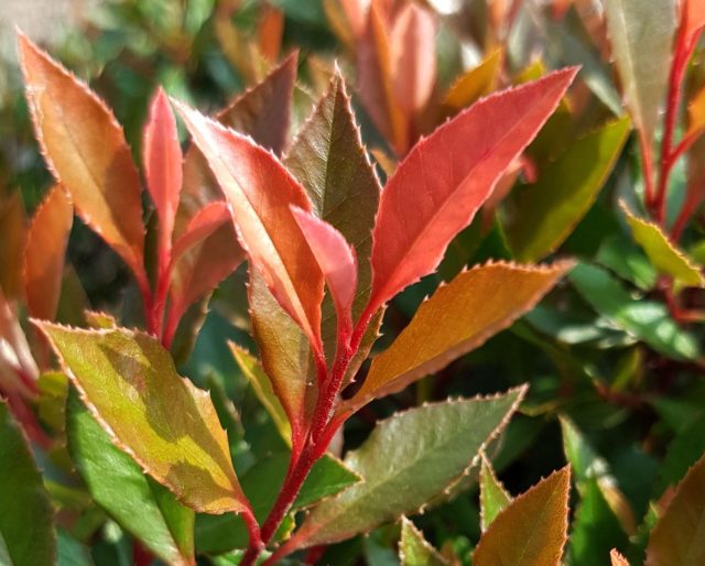 Фотиния Фрезера «Чико» (Photinia x fraseri ‘Chico’)