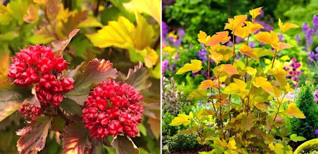 Пузыреплодник калинолистный «Мэджик Бол» (Physocarpus opulifolius ‘Magic Ball’)