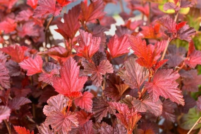 Пузыреплодник калинолистный «Андре» (Physocarpus opulifolius ‘Andre’)