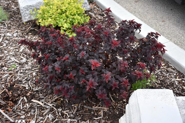 Пузыреплодник калинолистный «Файерсайд» (Physocarpus opulifolius ‘Fireside’)