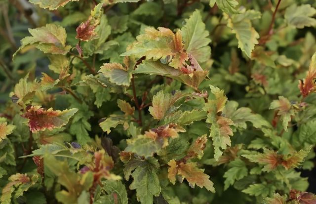 Пузыреплодник калинолистный «Хамелеон» (Physocarpus opulifolius ‘Chameleon’)