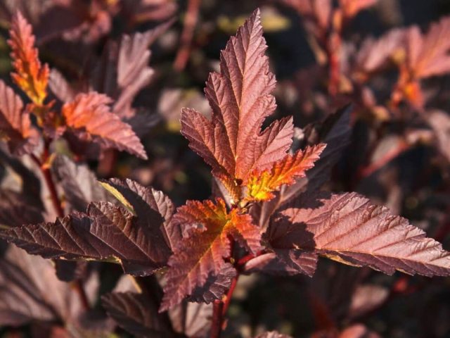 Пузыреплодник калинолистный «Дьябло д'Ор» (Physocarpus opulifolius ‘Diable d'Or’)