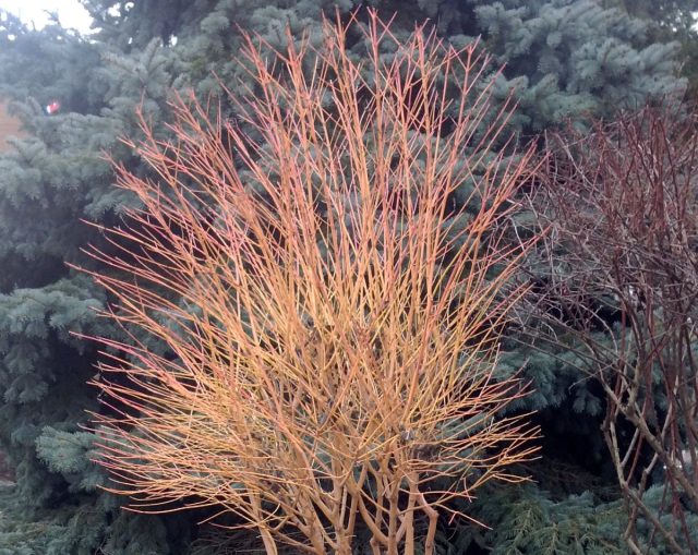 Стриженный кизил белый. 