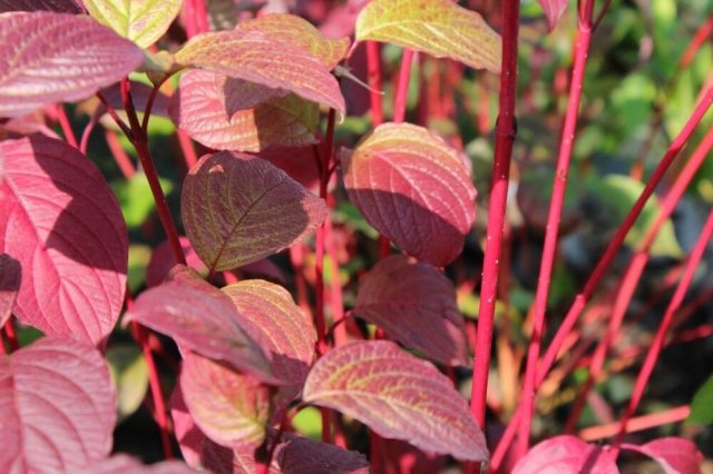 Дёрен белый «Сибирика» (Cornus alba ‘Sibirica’)