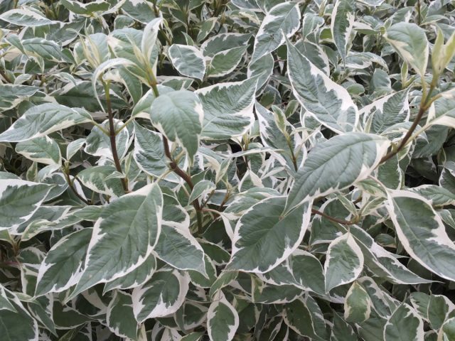 Дёрен белый «Аргентеомаргината» (Cornus alba ‘Argenteomarginata’)