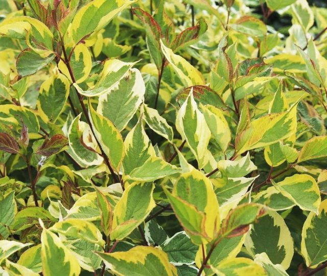 Дёрен белый «Гушальти» (Cornus alba ‘Gouchaultii’)