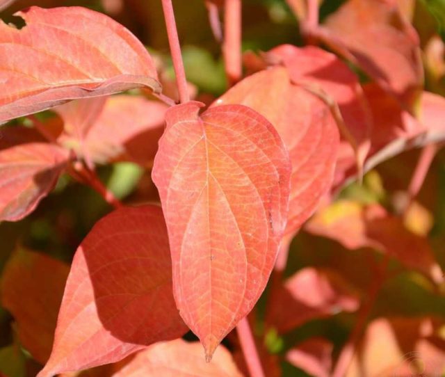 Дёрен кроваво-красный «Сифа» (Cornus sanguinea ‘Sifa’)