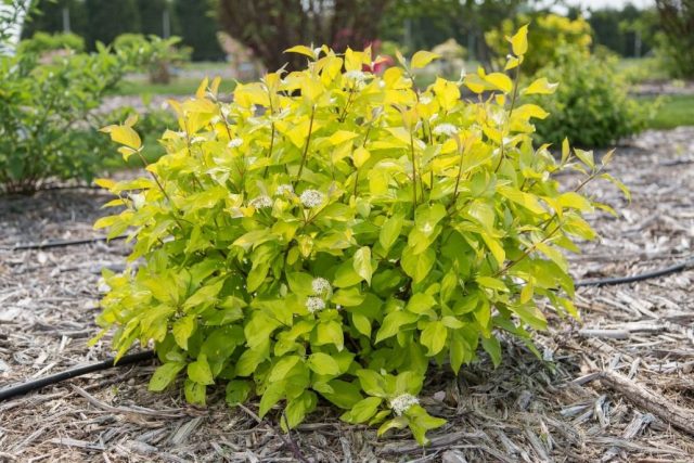 Дёрен белый «Неон Берст» (Cornus alba ‘Neon Burst’)