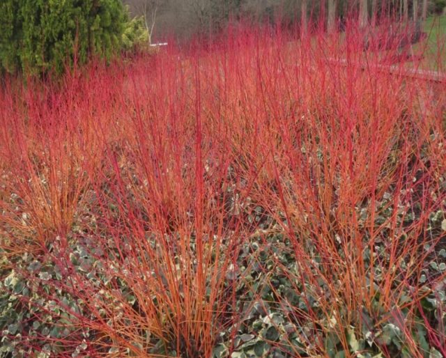 Дёрен кроваво-красный «Эннис Винтер Оранж» (Cornus sanguinea ‘Annie's Winter Orange’)