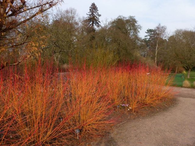 Дёрен кроваво-красный «Мидвинтер Файер» (Cornus sanguinea ‘Midwinter Fire’) осенью
