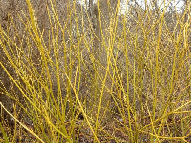 Дёрен отпрысковый «Флавирамеа» (Cornus sericea ‘Flaviramea’)