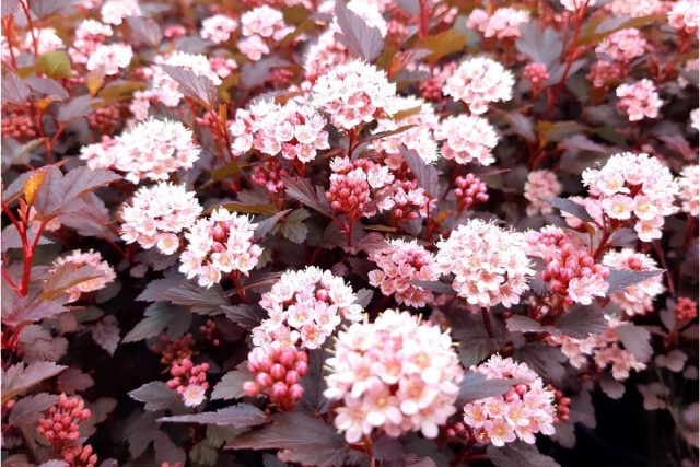 Пузыреплодник калинолистный «Литл Джокер» (Physocarpus opulifolius ‘Little Joker’)