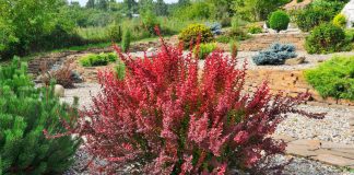 25+ кустарников с эффектной листвой и корой — чем обновить сад?