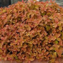 Спирея японская «Зен Спирит Карамель» (Spiraea japonica ‘Zen’Spirit Caramel’)