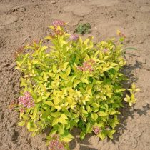 Спирея японская «Зен Спирит Голд» (Spiraea japonica ‘Zen’Spirit Gold’)