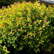 Спирея японская «Файерлайт» (Spiraea japonica ‘Firelight’)