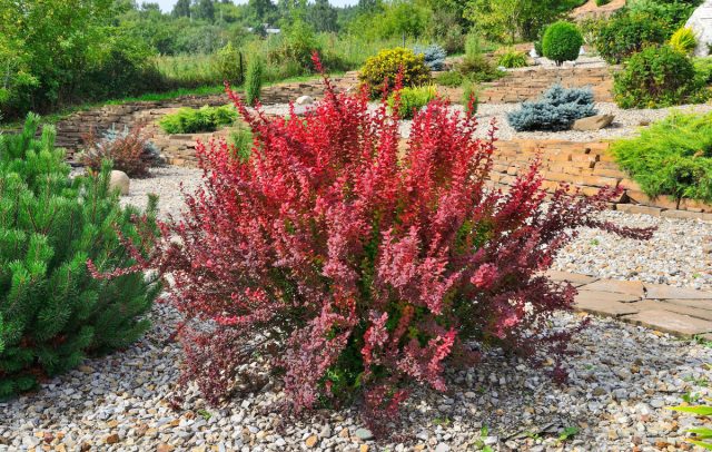 25+ кустарников с эффектной листвой и корой — чем украсить сад?