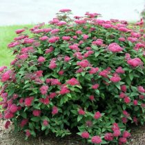 Спирея японская «Фробели» (Spiraea japonica ‘Froebelii’)