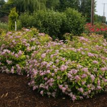 Спирея японская «Дабл Плей Биг Бэнг» (Spiraea japonica ‘Double Play Big Bang’)
