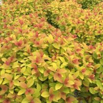 Спирея японская «Макрофилла» (Spiraea japonica ‘Macrophylla’)