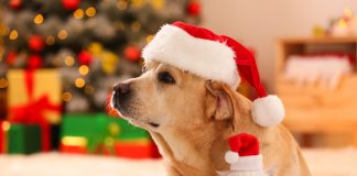 Новый год без стресса для ваших животных: 50 важных напоминаний