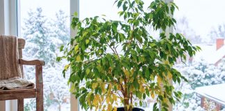 5 мест в квартире, куда нельзя ставить фикус Бенджамина зимой